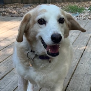 Fundraising Page: Lindsey Covington